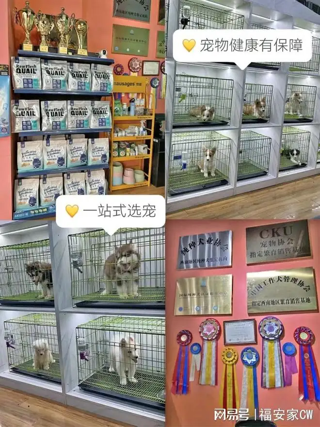 宠物猫卖给宠物店多少钱(宠物猫一般拿去卖给宠物店多少钱)