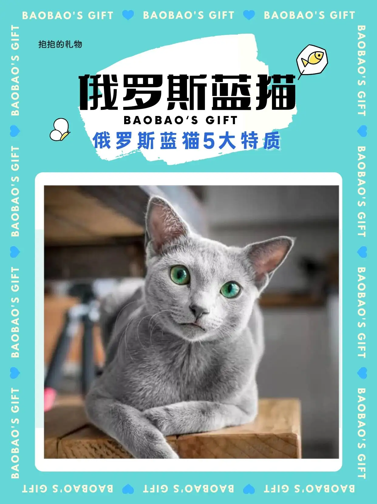 俄罗斯蓝猫喜欢吃什么(俄罗斯蓝猫喜欢吃什么食物)