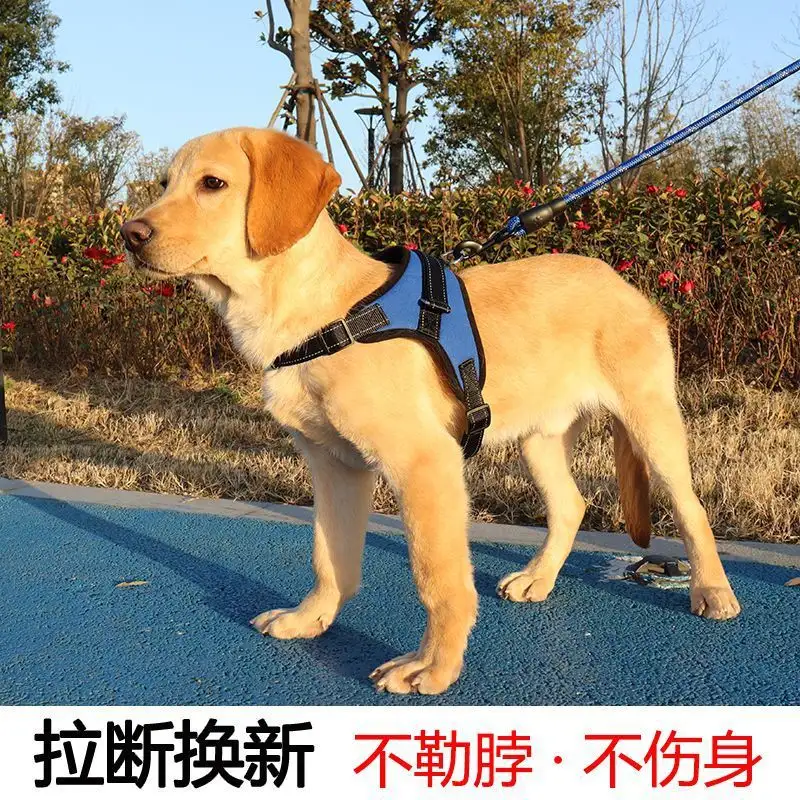 拉布拉多有小型犬(拉布拉多有小型犬吗图片)