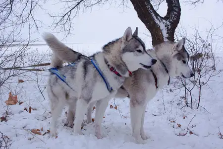 西伯利亚雪橇犬为什么叫哈士奇(西伯利亚雪橇犬为什么叫哈士奇呢)