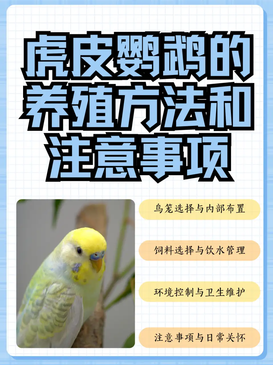 饲养鹦鹉注意事项(饲养鹦鹉注意事项大全)