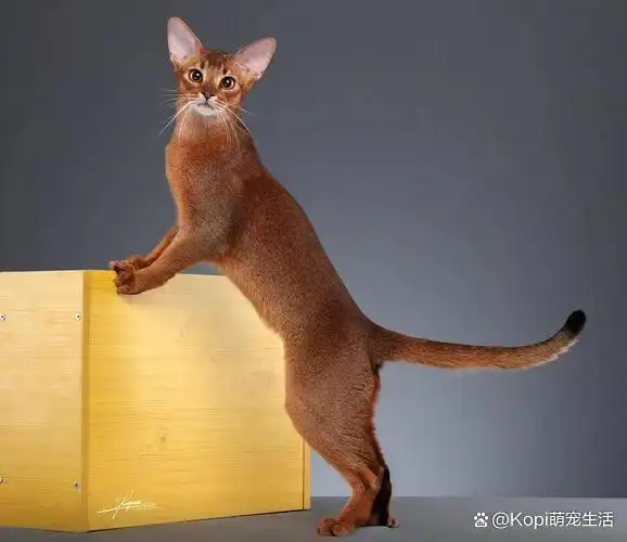 阿比猫报价(阿比猫为什么贵)