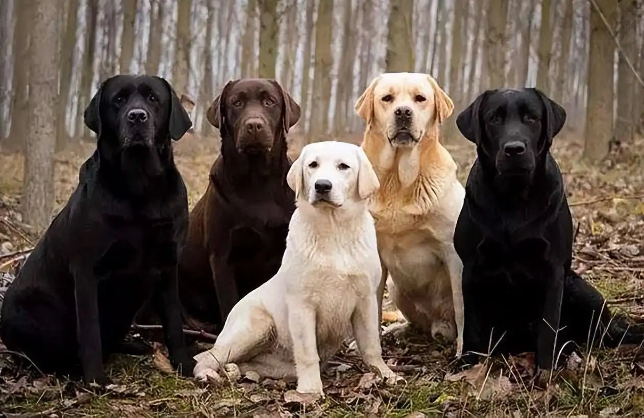 小型犬寿命排行(小型犬寿命最长的是什么)