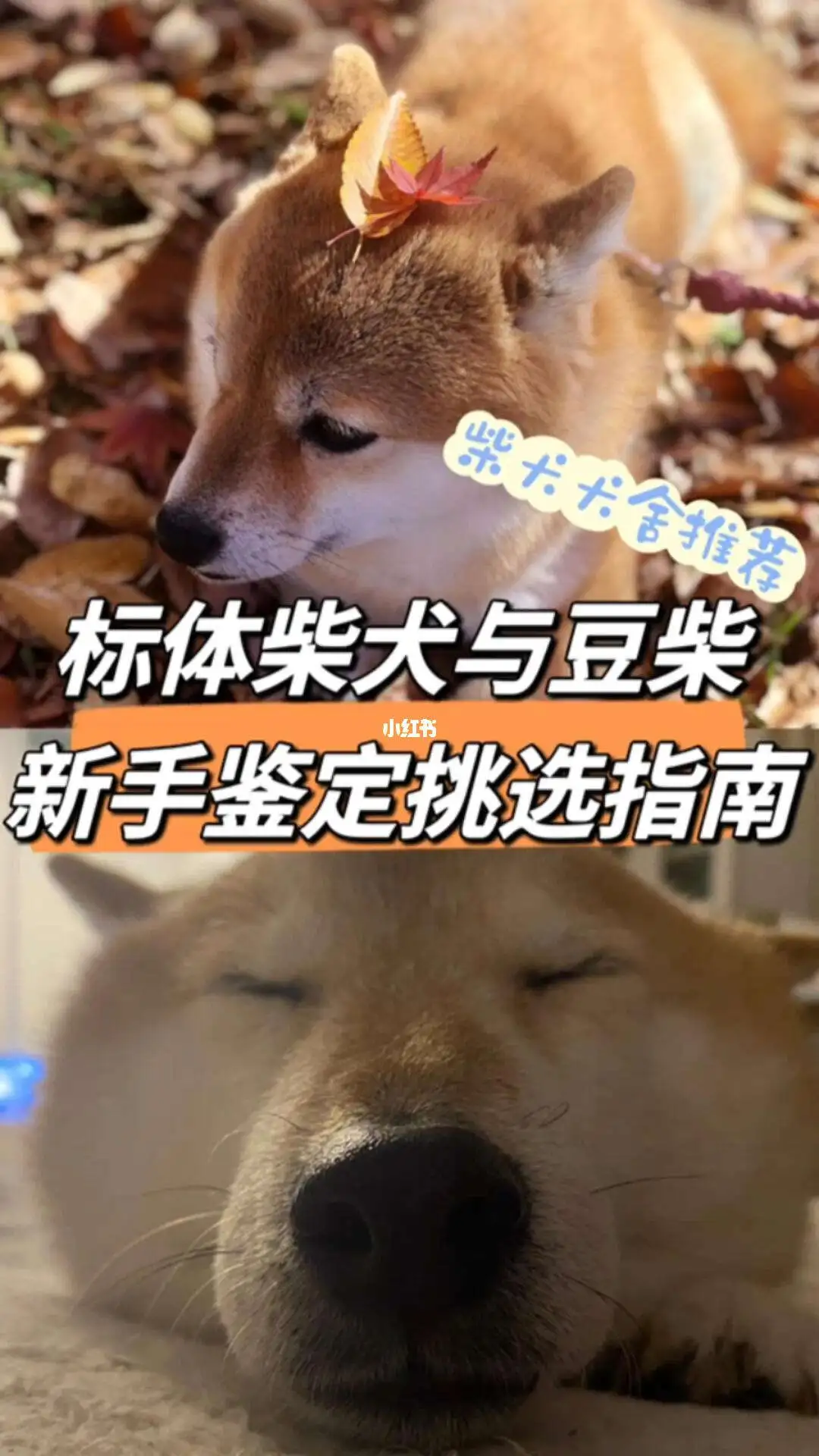 柴犬区别(柯基柴犬区别)