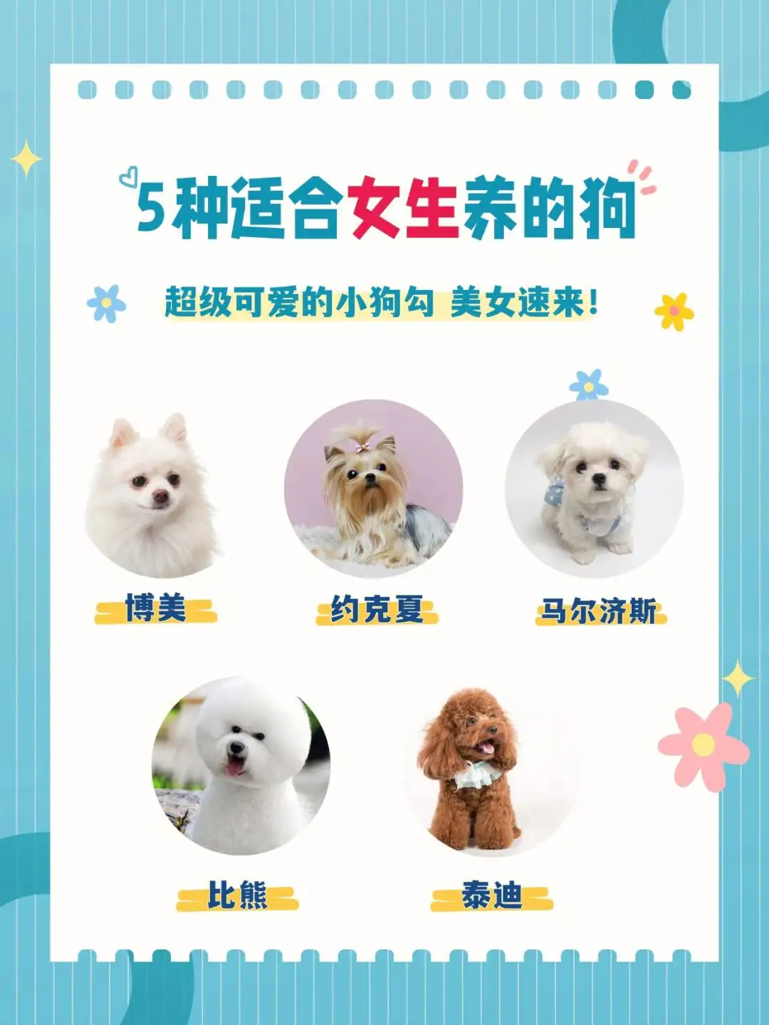 适合女生养小型犬(最适合女生养的小型犬)