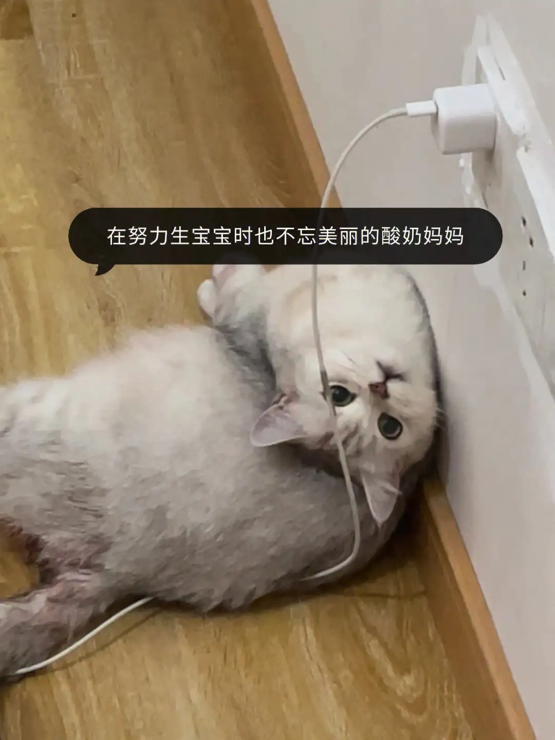 猫咪要怀孕几个月才生产(猫咪要怀孕几个月才生产出来)