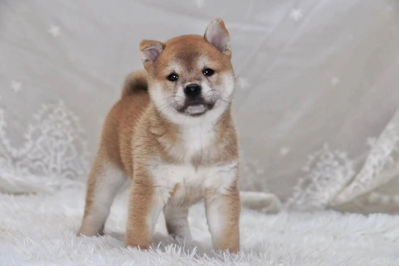 哪里的柴犬好(正宗柴犬哪里买)