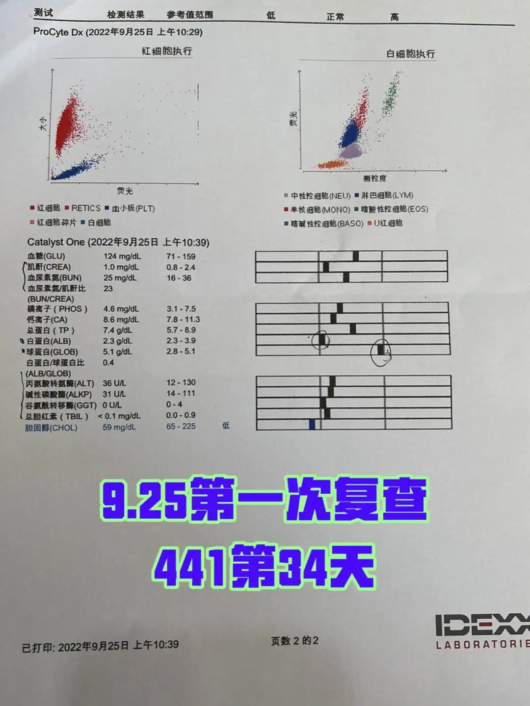 关于猫传腹441浓度15和20的区别的信息