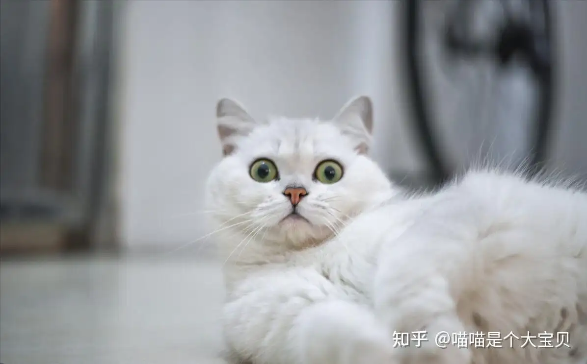 猫咪宠物猫(宠物猫品种大全及图片价格)