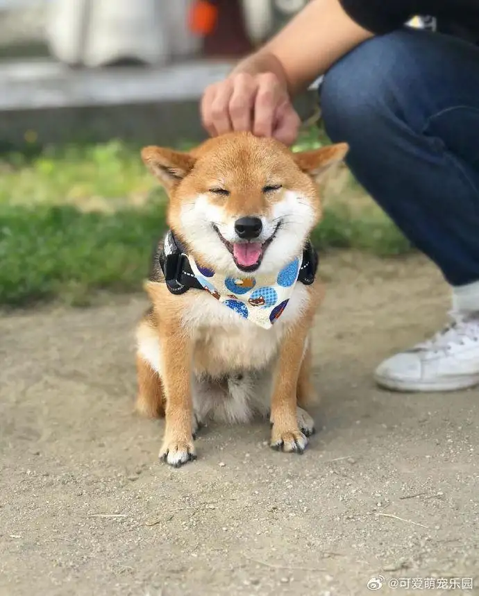 哪里的柴犬好(正宗柴犬哪里买)