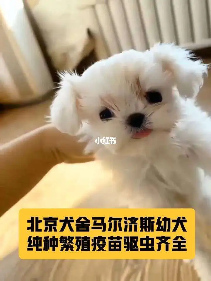 马尔济斯纯种幼犬价位(马尔济斯纯种幼犬价位表)