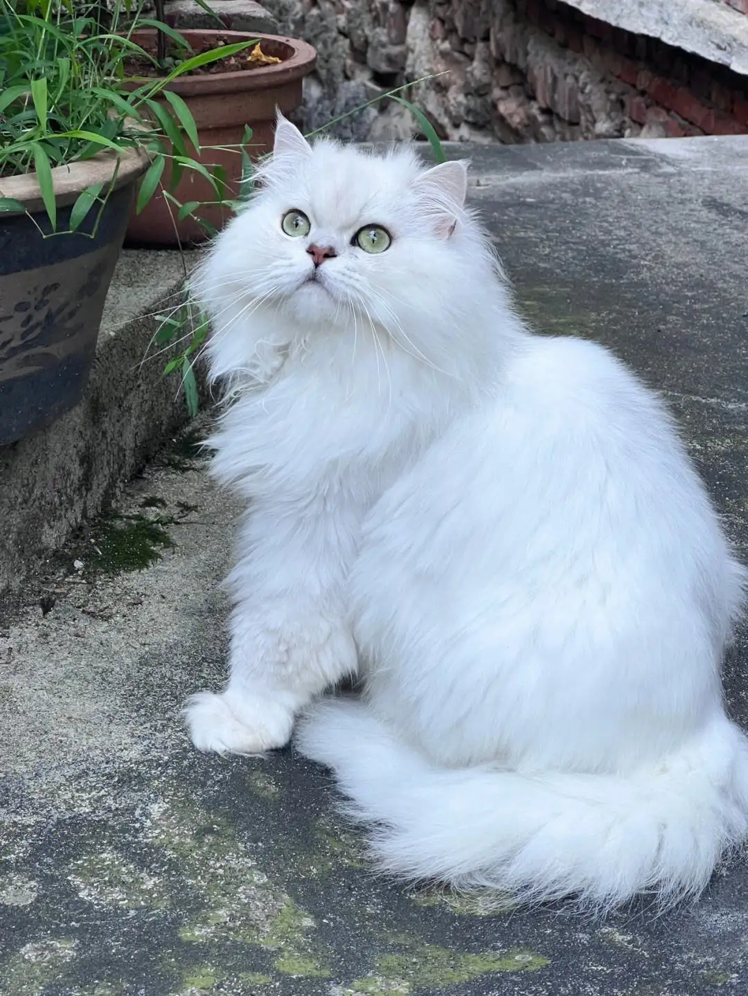 金吉拉猫属于哪种品种(金吉拉猫是什么品种的猫)