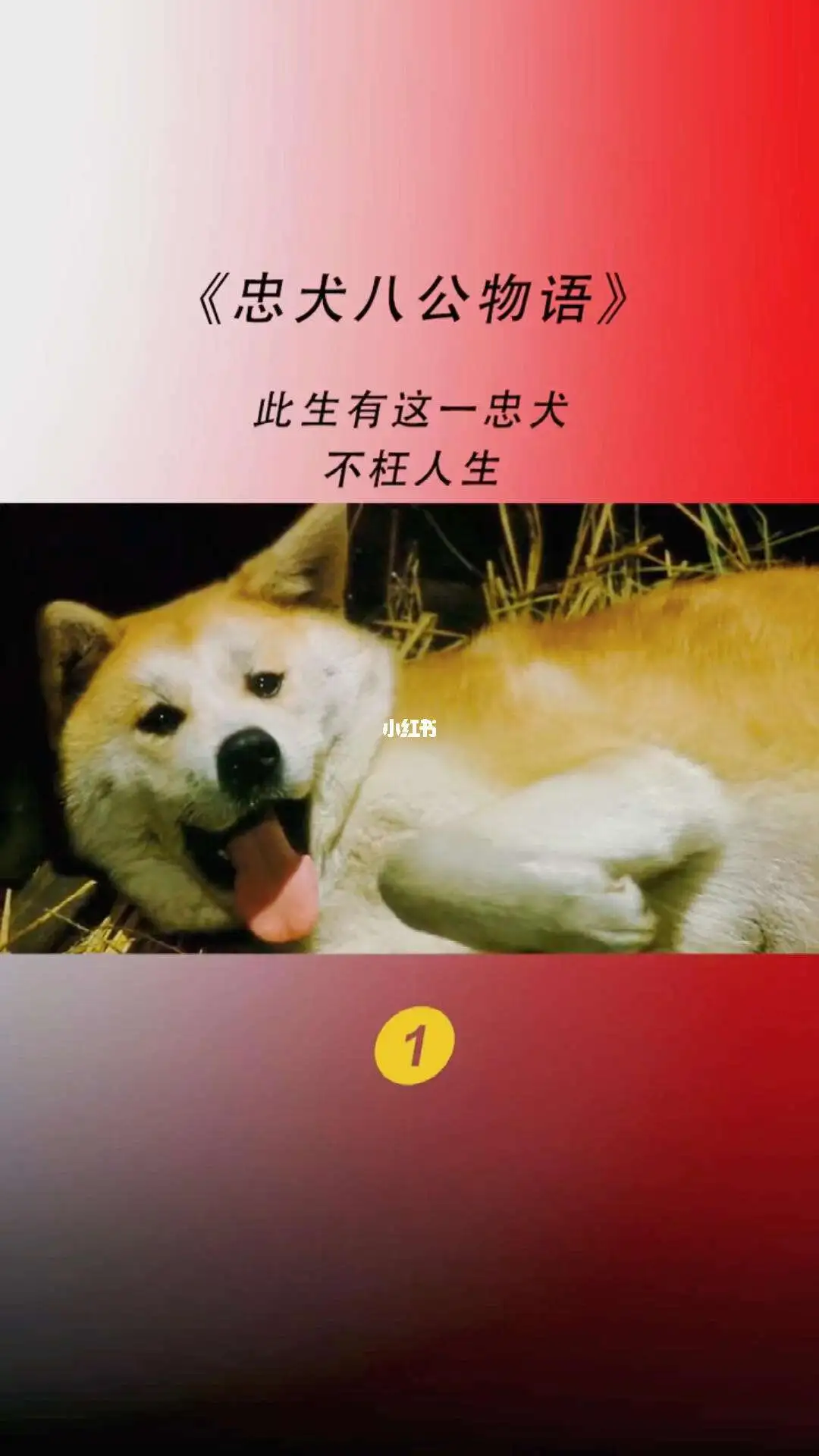 忠犬八公的故事是真实的吗(忠犬八公的故事是真实的吗还是假的)