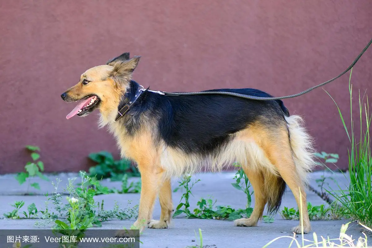 小型杂交犬(小型杂交犬寿命)