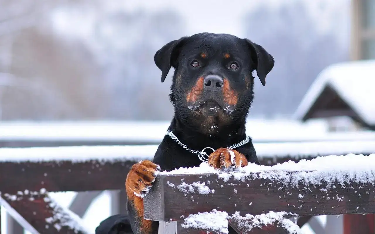 大型犬的寿命(大型犬的寿命一般在多少岁左右)