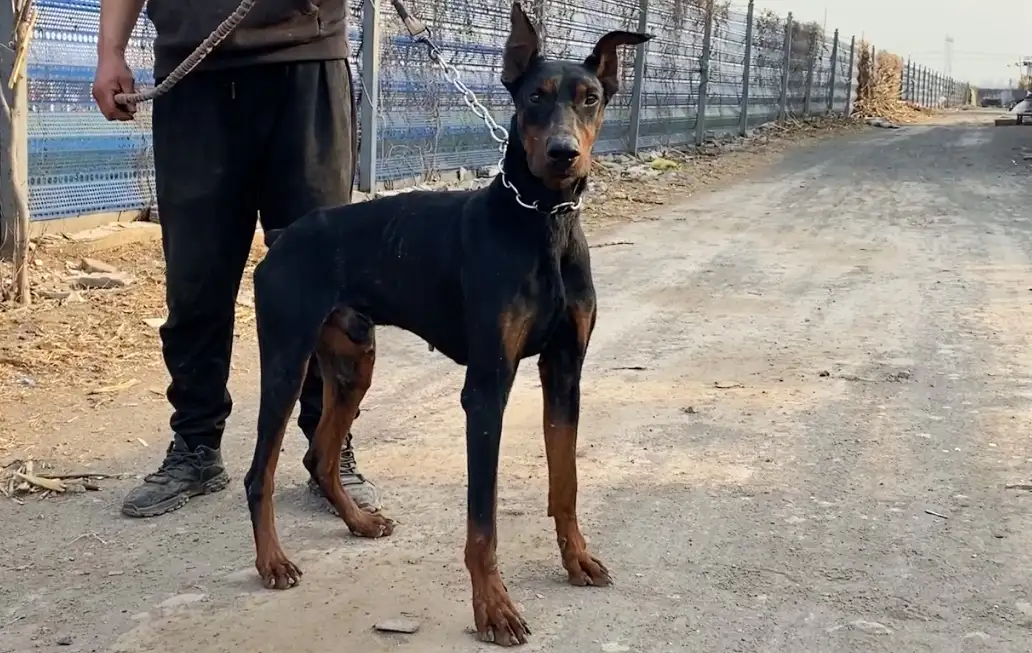 好的杜宾犬多少钱一只(好的杜宾犬多少钱一只幼犬)