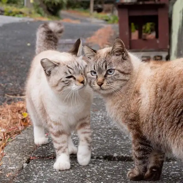 养母猫好还是养公猫(养母猫和养公猫的区别)