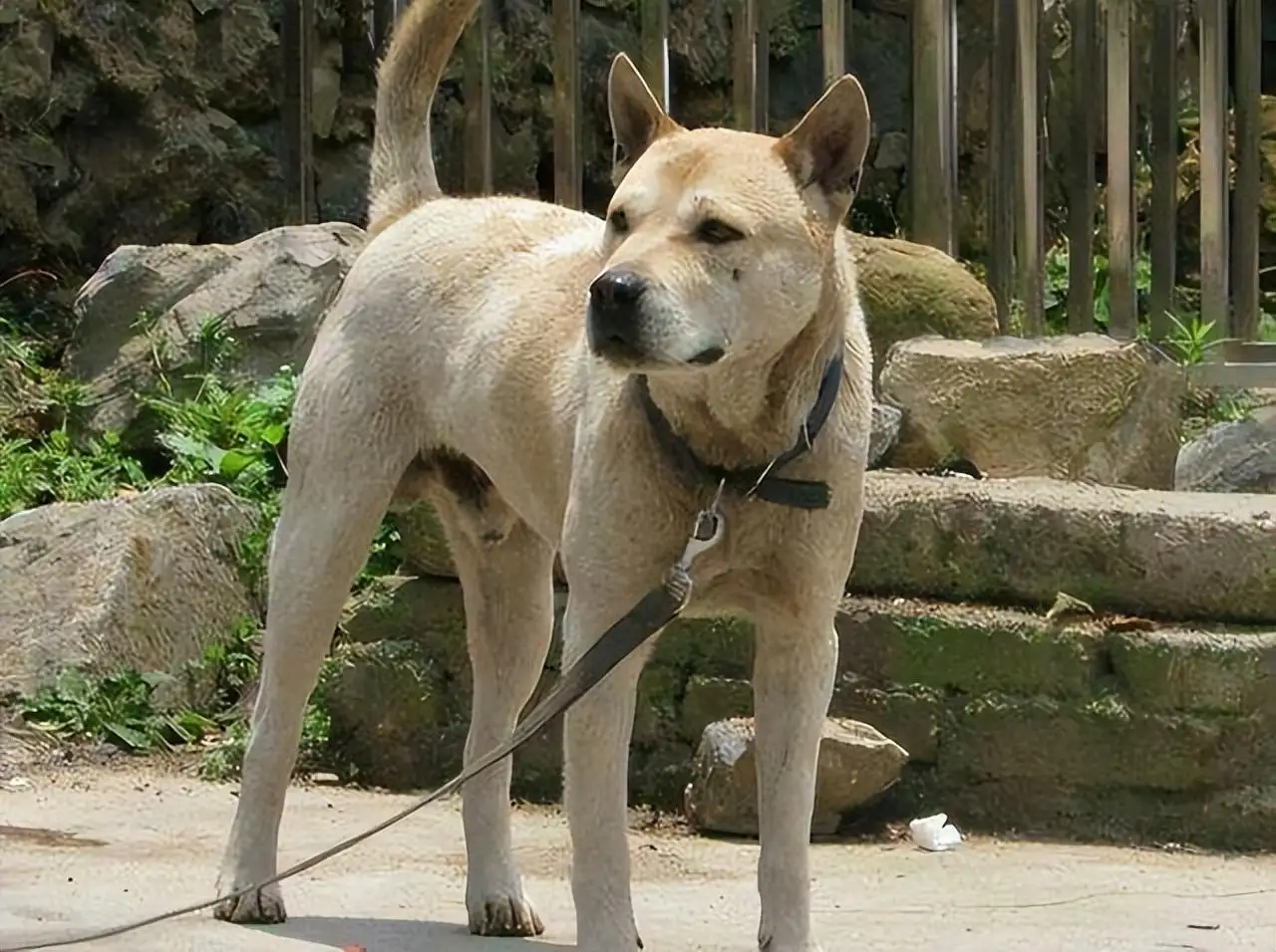 小型犬寿命排行(小型犬寿命最长的是什么)