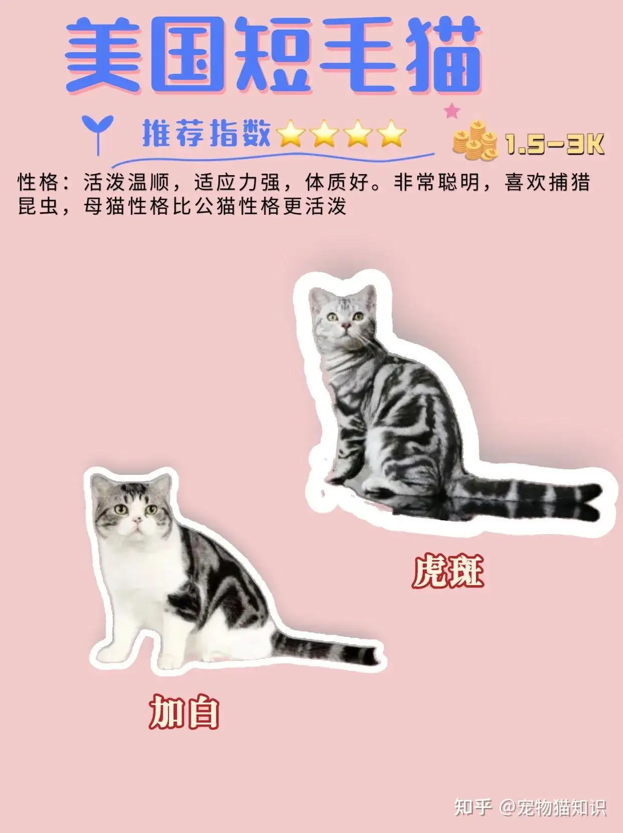 分辨猫的品种(分辨猫的品种的app)