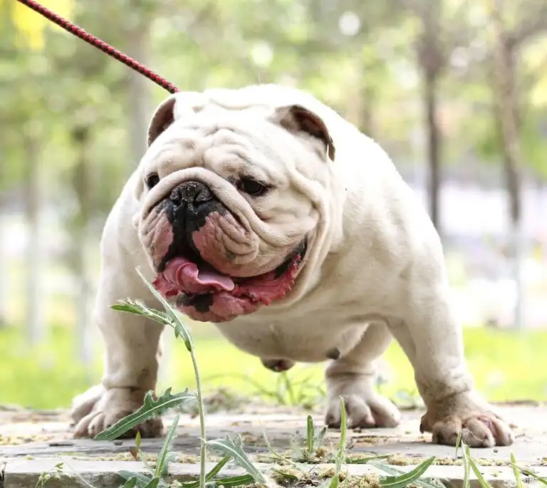 十大最好养的小型犬(十种最好养的小型犬图片)