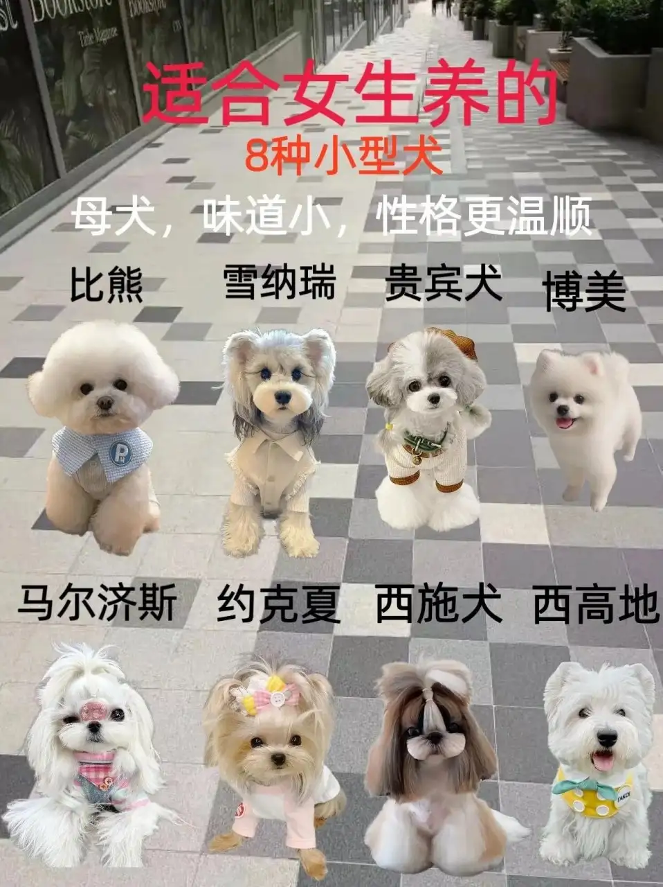 适合女生养小型犬(最适合女生养的小型犬)