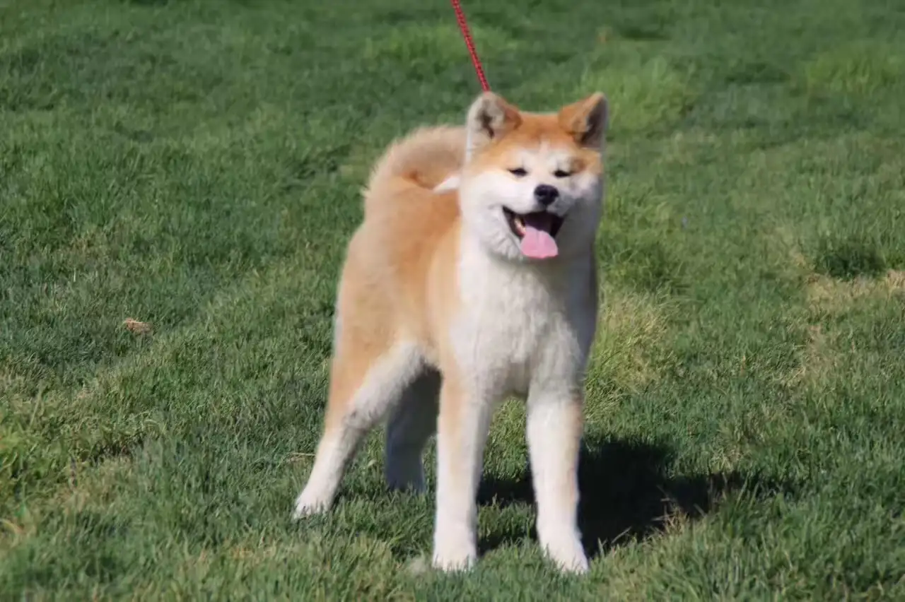 幼年秋田犬(秋田犬幼年图)