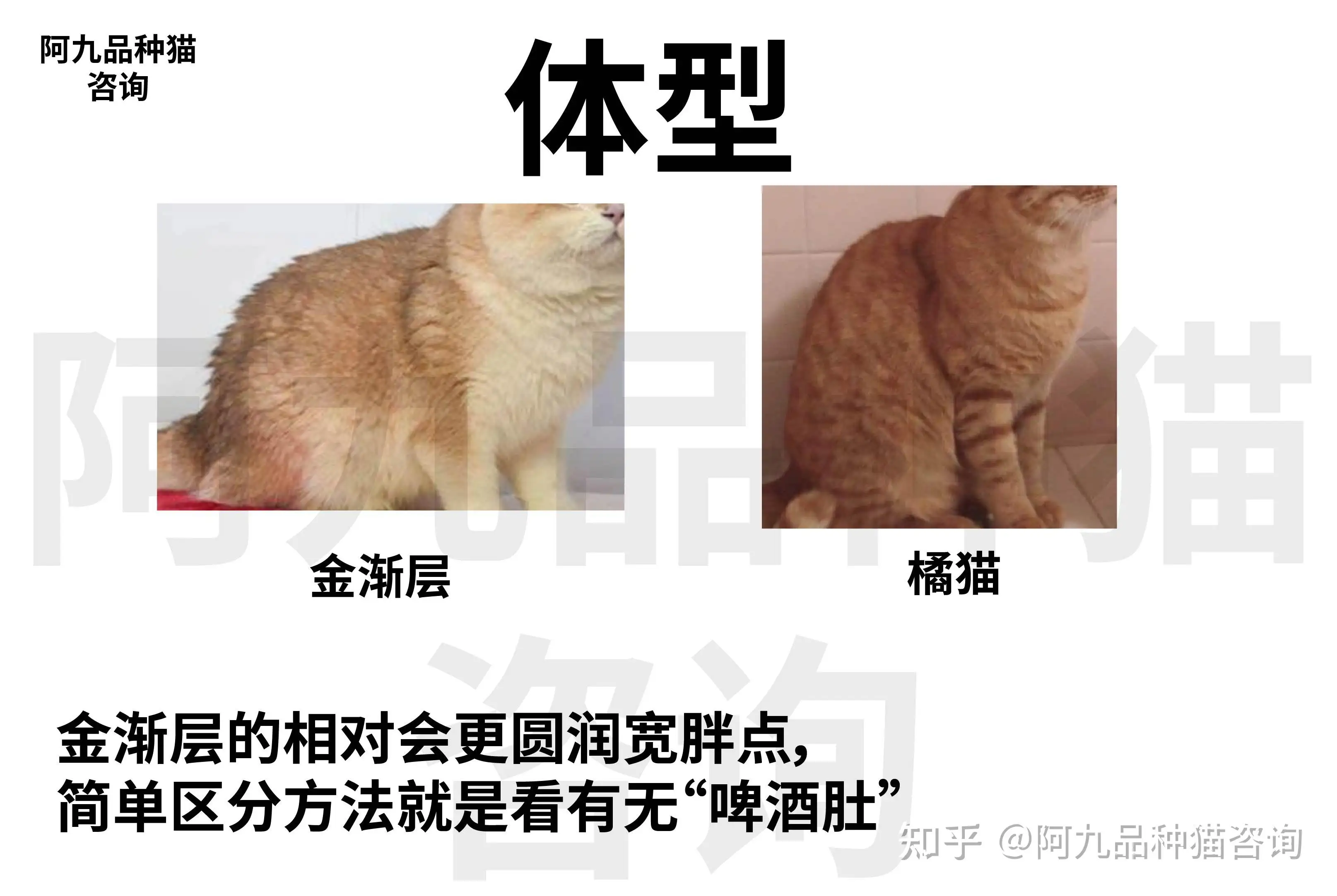 鉴别猫的品种(鉴别猫的品种有哪些)