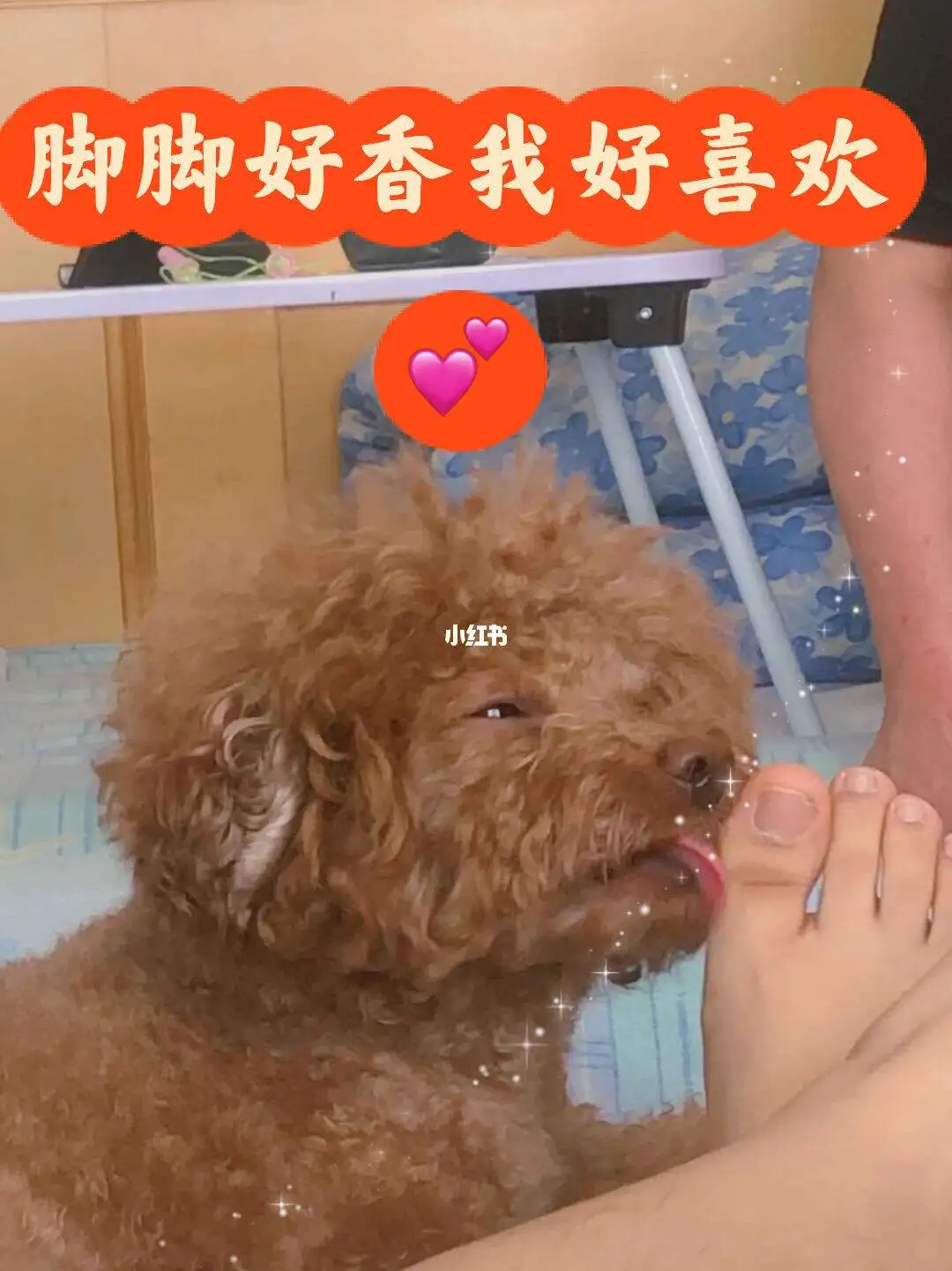 狗狗舔主人脚什么意思(狗狗舔主人脚什么意思啊)