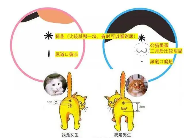 公猫还是母猫怎么区分(公猫母猫怎么区分图片 对比)