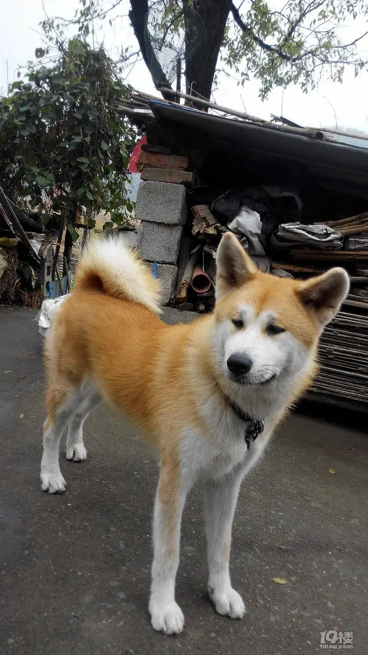 杭州秋田犬(纯种秋田犬多少钱一只)