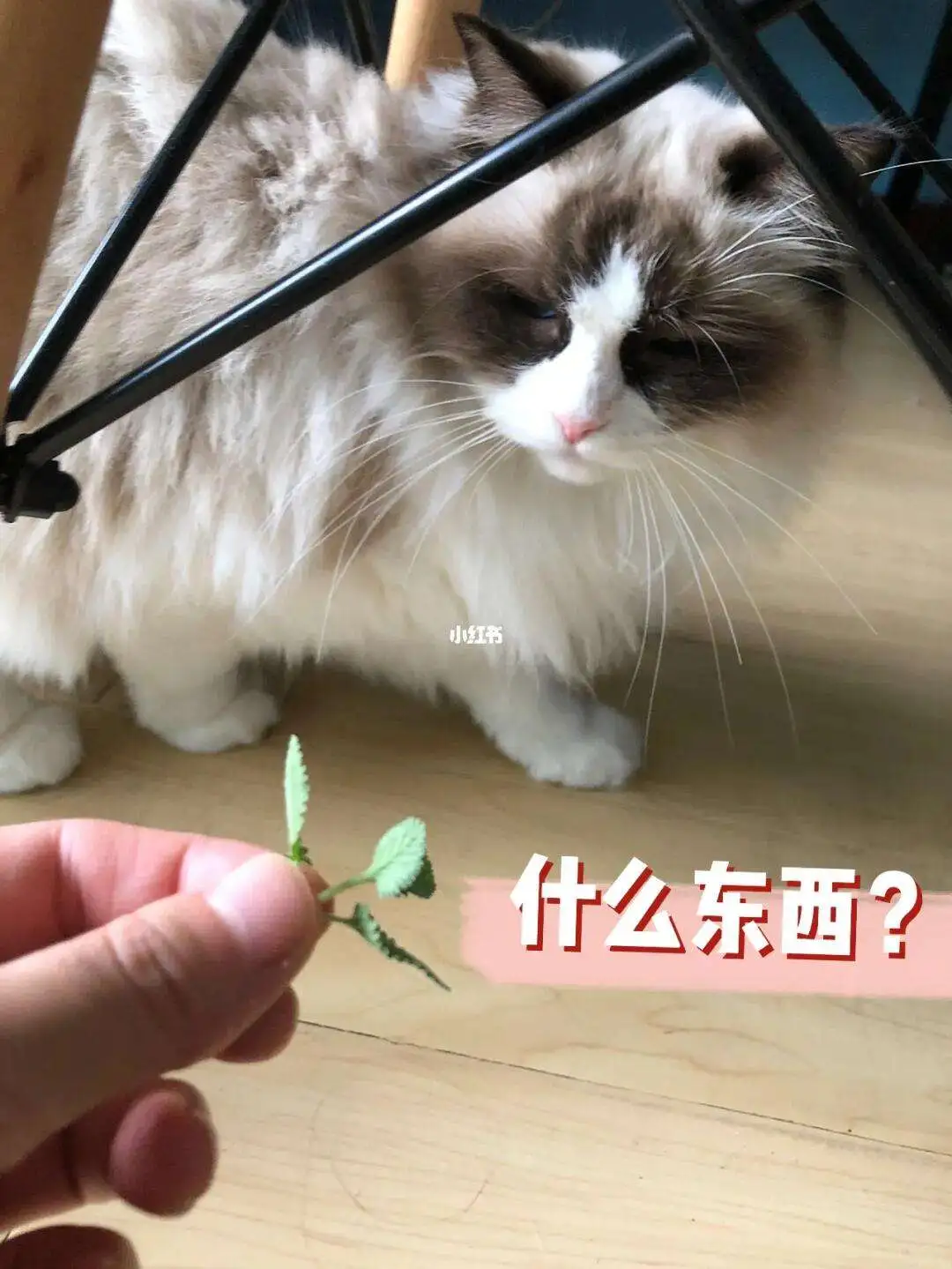 猫吃多了猫薄荷会怎么样(猫吃多了薄荷草会不会不好)