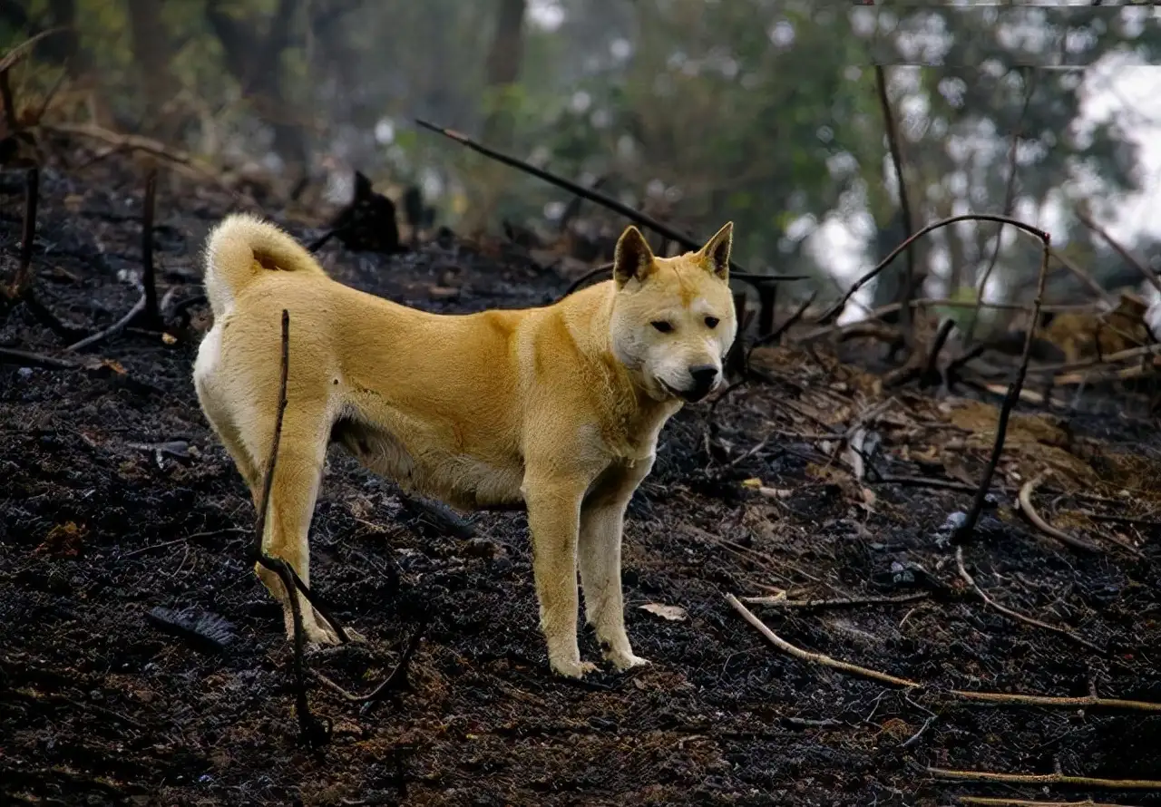 寿命长的小型犬(寿命长的小型犬有哪些)