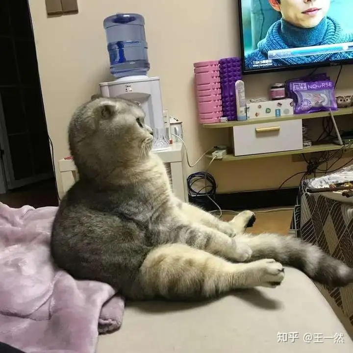 折耳猫价格多少(折耳猫价格多少钱一叿)