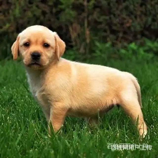 拉布拉多成犬价格多少钱一只(拉布拉多犬价格多少钱一只幼犬)