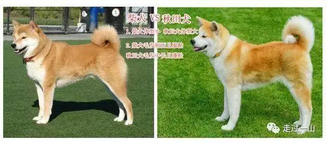 日本柴犬和秋田犬一样吗(日本柴犬和秋田犬一样吗视频)