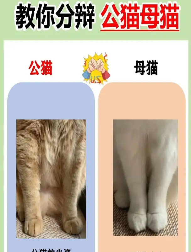 公猫母猫区分(公猫和母猫的分辨)