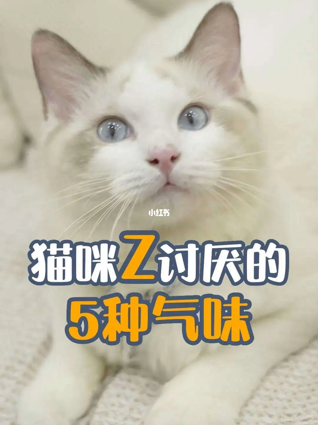 猫咪最爱闻到的10种气味(猫咪最爱闻到的10种气味有哪些)