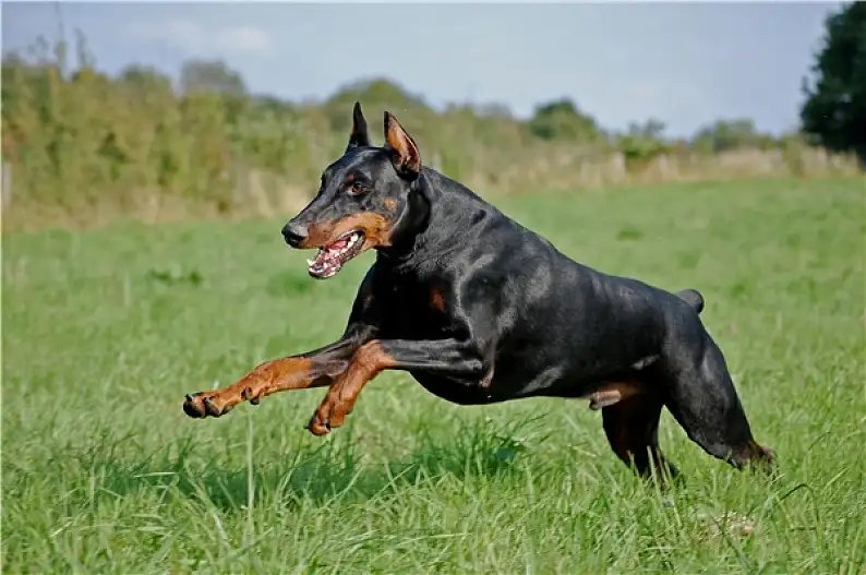 一年的杜宾犬能卖多钱(一年的杜宾还能训练吗?)