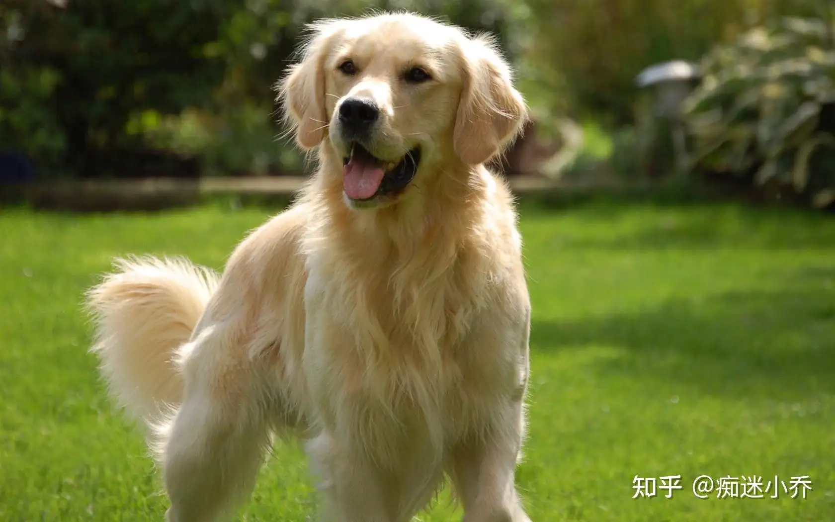 中型犬适合家养的狗(中型犬适合家养的狗十大品种)