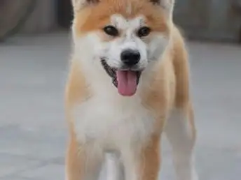 杭州秋田犬(纯种秋田犬多少钱一只)