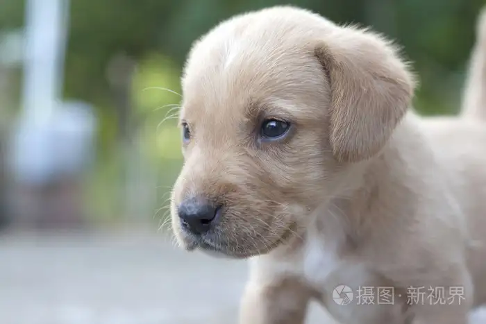 小型黄色犬(小型黄色犬种)