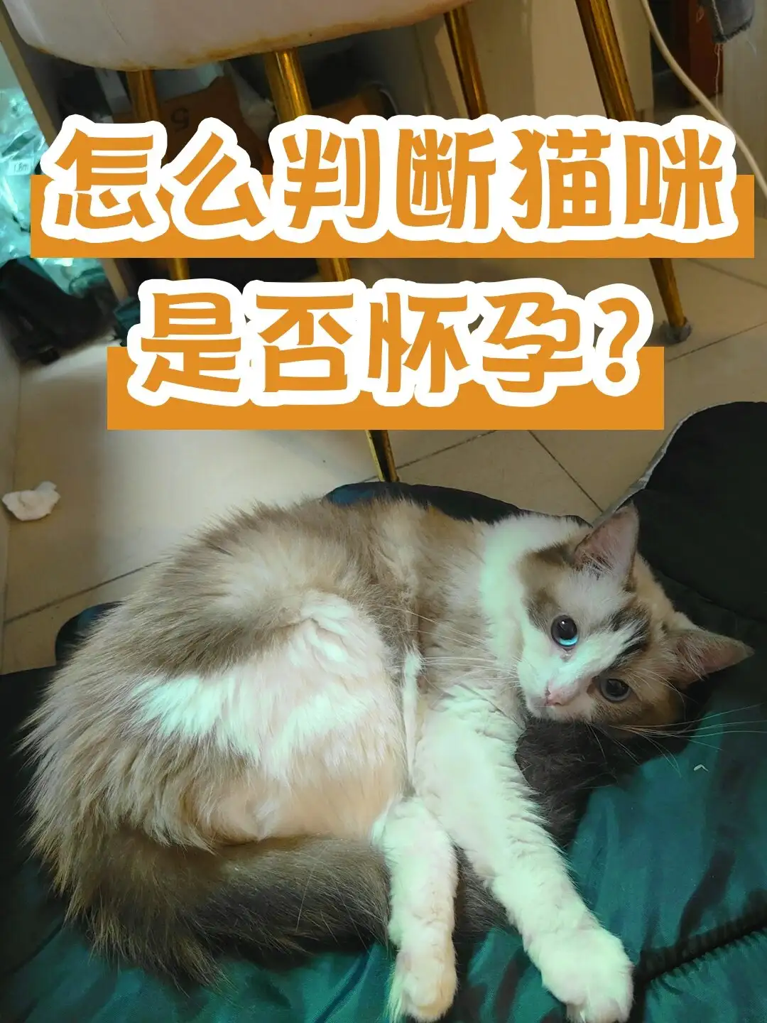 两个月小猫会怀孕吗(两个月小猫会怀孕吗知乎)