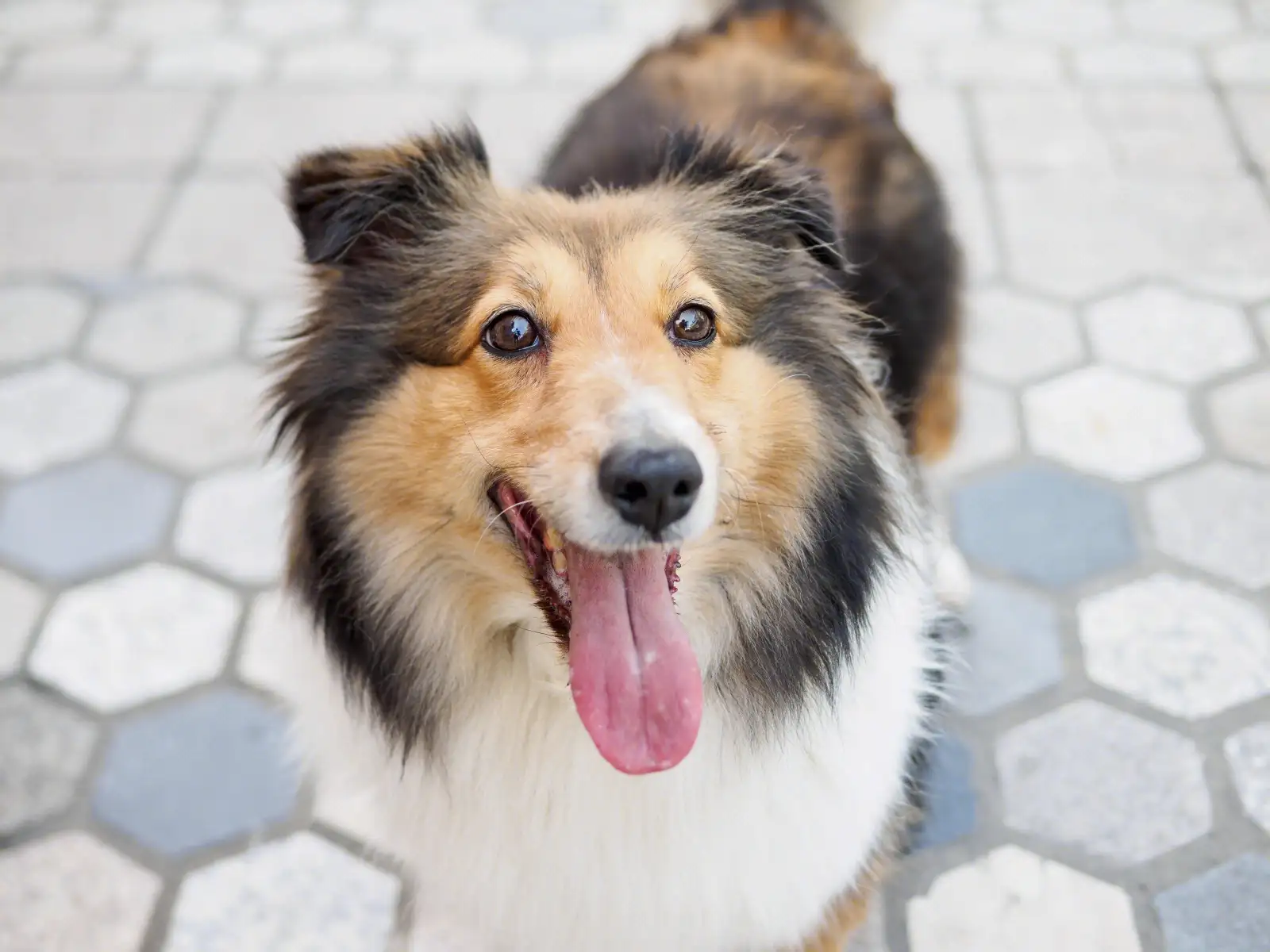 中型犬适合家养的狗(中型犬适合家养的狗十大品种)