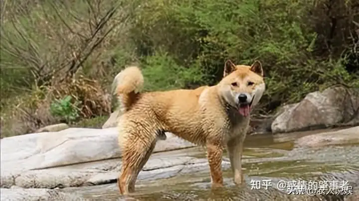 为什么狗狗寿命只有十几年(为什么狗只有10几年的寿命)