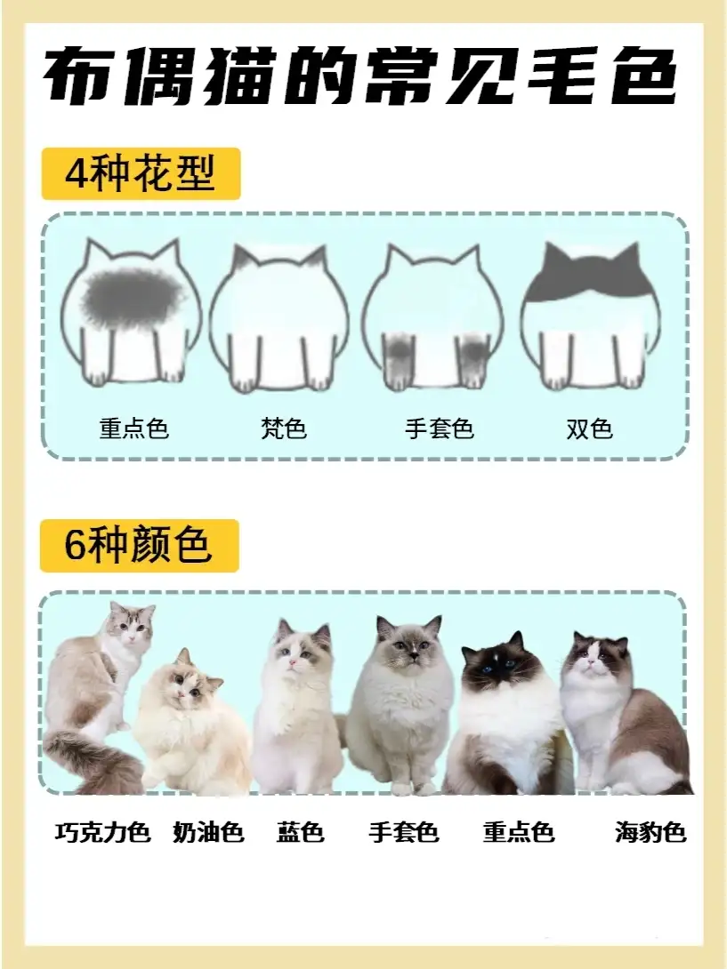 布偶猫纯种价位(布偶猫纯种多少钱一只幼崽)