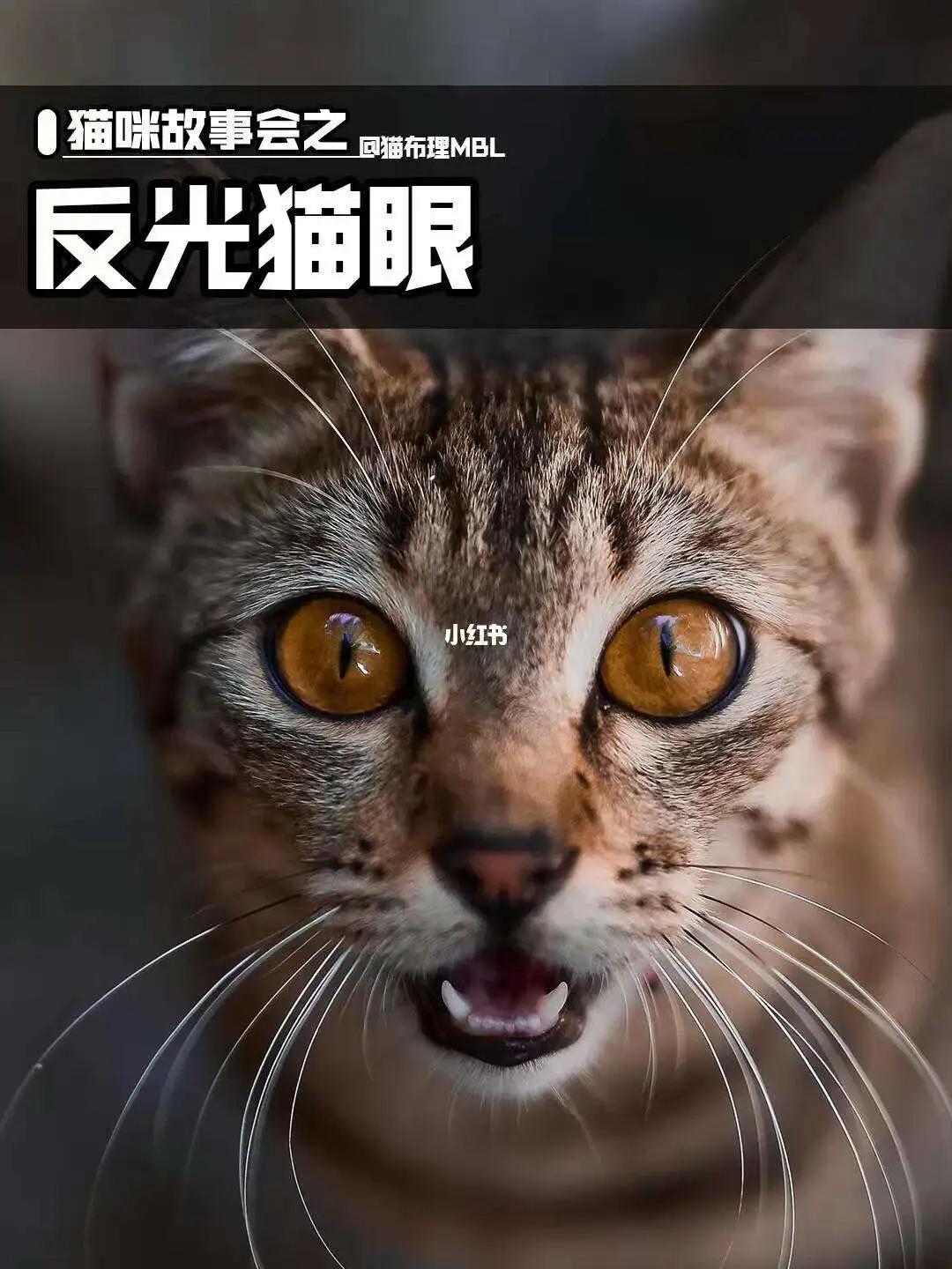 猫咪晚上眼睛为什么会发光(猫咪晚上眼睛会变大是因为什么)