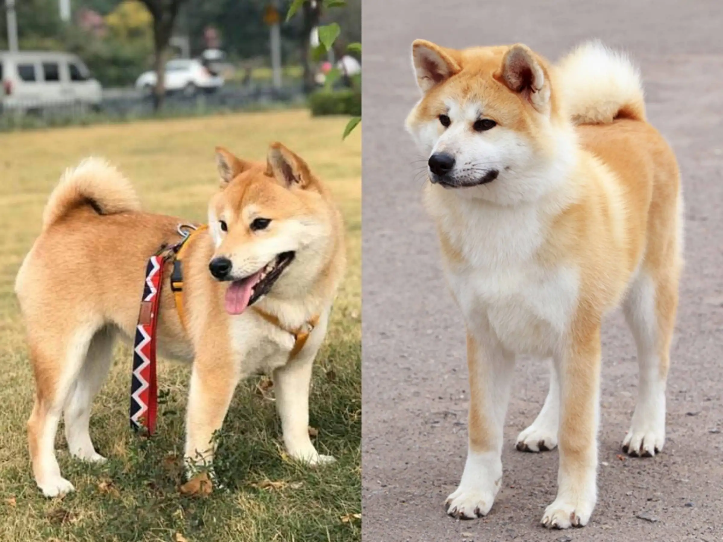 日本柴犬和秋田犬区别(日本名犬秋田犬和柴犬是一种吗)