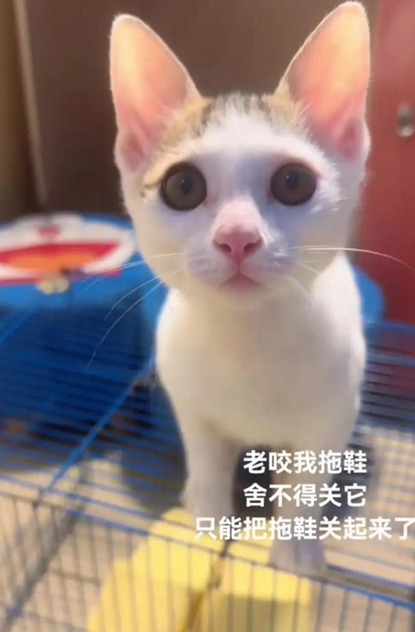 猫爱咬鞋(猫喜欢咬鞋)