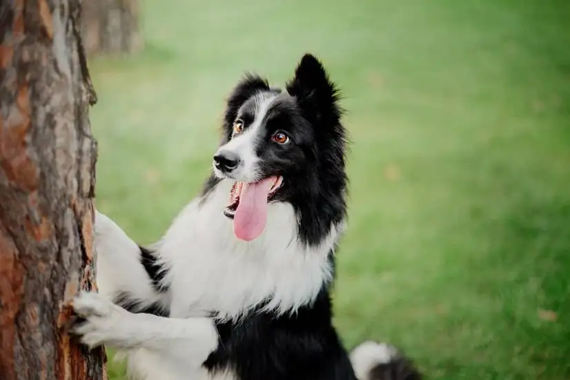 边牧是禁养犬吗(边牧是禁养犬吗知乎)