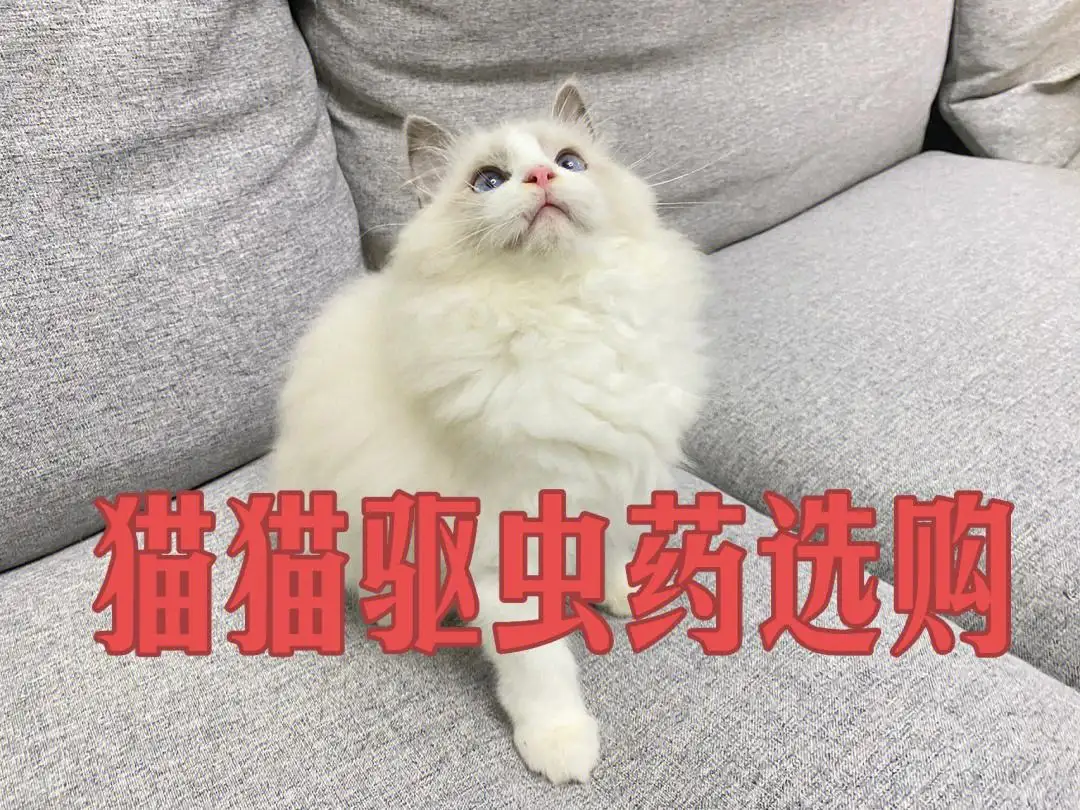 猫吃什么药可以驱虫(猫吃什么驱虫药能驱所有虫)